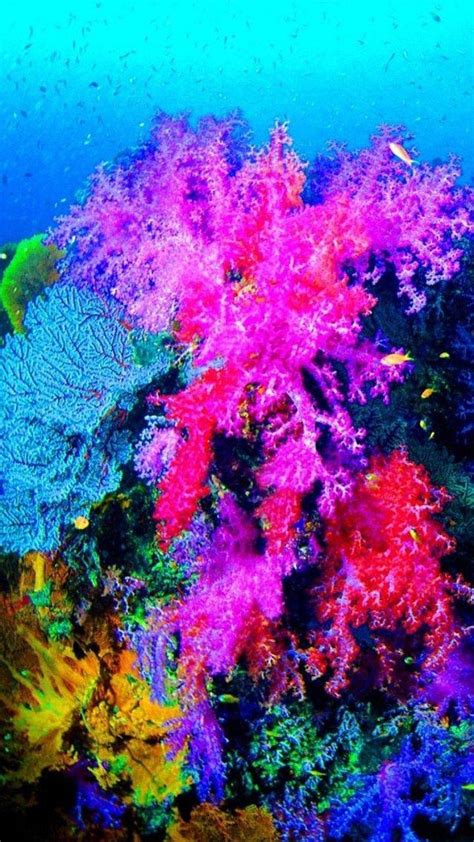 Coral Reef iPhone Wallpapers - Top Free Coral Reef iPhone Backgrounds ...