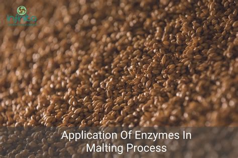 Application Of Enzymes In Malting Process Infinita Biotech