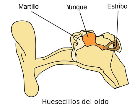 HUESOS DE LA CABEZA