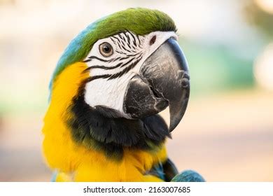 Closeup Colorful Macaw Bird Face Macro Stock Photo 2163007685