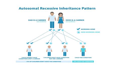 Pedigree Analysis Principle Of Inheritance And Variation Class 12