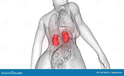 Anatomia Dei Reni Del Sistema Urinario Degli Organi Del Corpo Umano