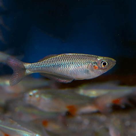 Alleni Rainbowfish Pair Fast Professional Service