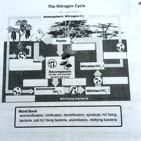 SOLVED: 'Filling in word bank The Nitrogen Cycle Atmospheric Nitrogen (N,) Plants Nitrates (NO ...