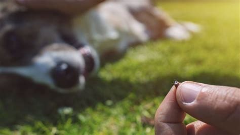 Estos son los remedios caseros más efectivos para eliminar las