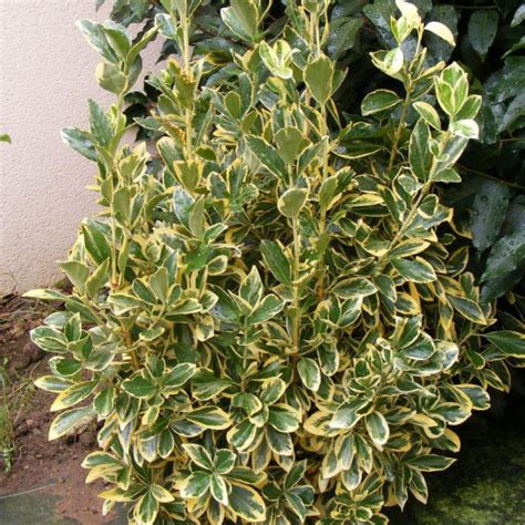 Euonymus Japonicus Bravo Vente Fusain Du Japon Persistant Panaché