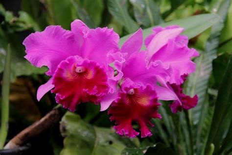 Hybrid Cattleya Cattleya Hybrids Orchids Plants Plant Planets Orchid