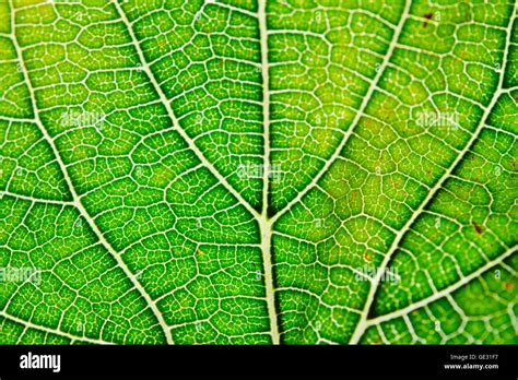 Microscopic leaf hi-res stock photography and images - Alamy