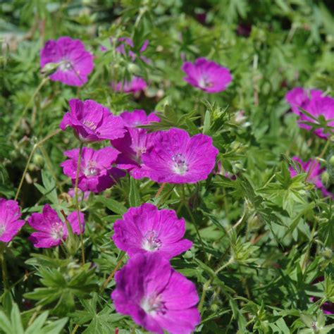 Geranium Sanguineum New Hampshire New Hampshire Cranesbill Geranium