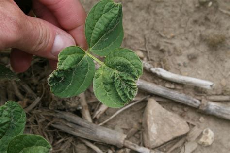 Soybean Herbicide Injury