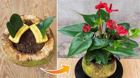 Tips For Propagating Anthurium From Leaves With Bananas Growing