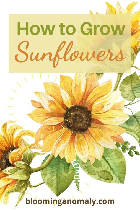 How To Grow Sunflowers Secrets Artofit