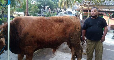 Peternakan Sapi Kurban Di Cakung Jakarta Timur Kurban Indonesia