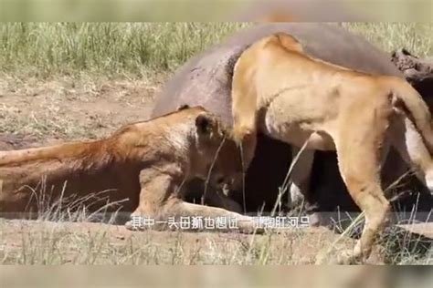 水牛被狮子一家捕食，临死前一招将小狮子杀死，镜头拍下全过程镜头狮子水牛