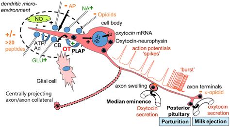 Fifty Years Of Advances In Neuroendocrinology John A Russell 2018