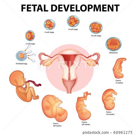 Stages Human Embryonic Development Stock Illustration Pixta