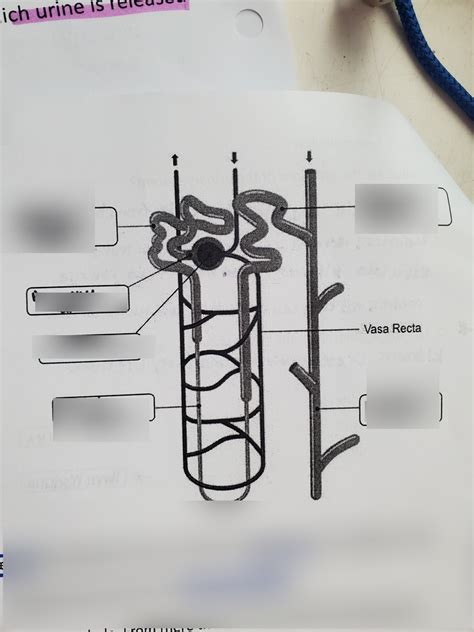 Parts Of The Nephron Diagram Quizlet