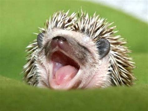 Very Funny All Wallpaper: Funny baby hedgehog pictures