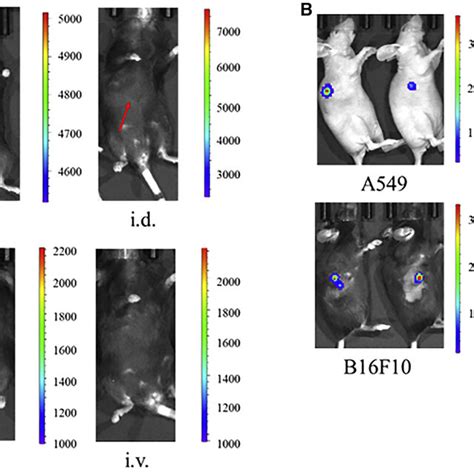 Intratumoral Administration Of Naked Cmrna Directed Protein Expression