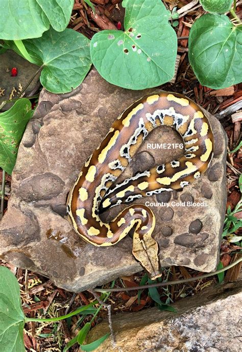 2021 Female Blood Python By Country Cold Bloods Morphmarket