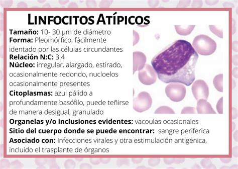 Linfocitos Atípicos Enseñanza De Química Hematología Anatomia Patologica