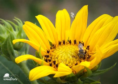 Kansas Wildflowers in Bloom by Season: Spring, Summer & Fall