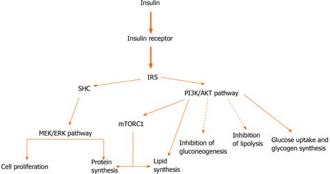 Role Of Insulin And Insulin Resistance In Androgen Excess Disorders