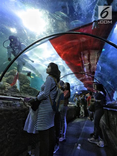 Foto Agustus Seaworld Ancol Gelar Upacara Bendera Di Bawah Air