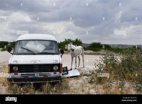 A White Horse Grazing Next To An Old Ford Transit In The Countryside In