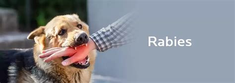 Understanding Rabies Symptoms Causes And Treatment Cmri