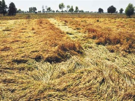 29 Lakh Hectares Of Wheat Mustard And Barley Crop Failure Loss Of