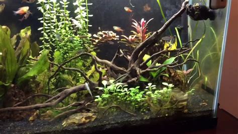 55 Gallon Planted Aquarium YouTube