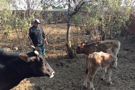 Pese A Reses Muertas Autoridades De Jalisco Descartan Da Os Por