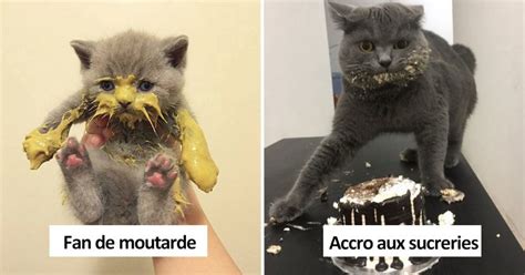 20 photos drôles de chats qui mangent comme des cochons