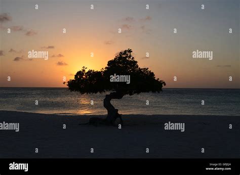 A divi divi tree at sunset on Eagle Beach in Aruba Stock Photo - Alamy