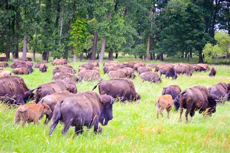 A Herd of Wild Bison Grazing in the Field Stock Photo - Image of bison, ohio: 96058804