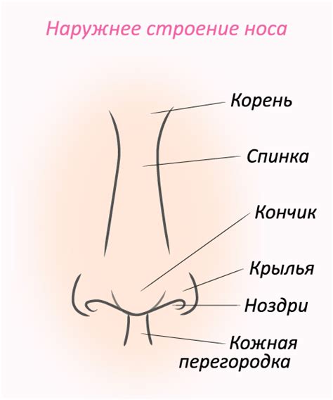 Строение носа человека анатомия рисунок с подписями