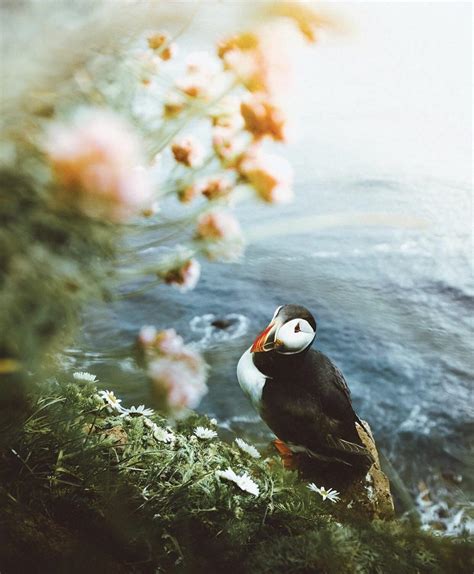 Puffin season in Iceland. Photo by @joeleep [1242x1506] [x-post from /r/Awramba] : r/Puffins