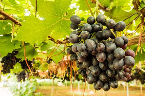 Grape Tree Stock Photos - Download 30,182 Royalty Free Photos