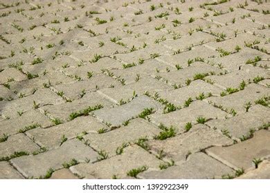 Paving Slabs Overgrown Grass Stock Photo Shutterstock