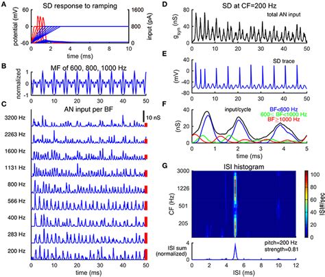 Frontiers A Neuronal Network Model For Pitch Selectivity And