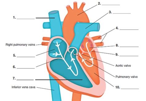 Anatomy Cardiovascular Flashcards Quizlet