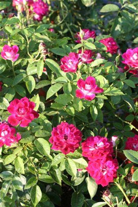 Rosa Burgundy Iceberg Floribunda Devil Mountain Wholesale Nursery