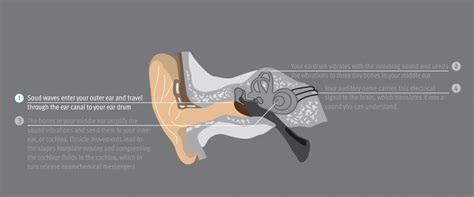 How Hearing Works Parts Of The Ear Hearing Loss Types