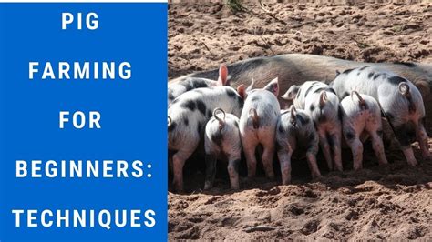 Pig Farming For Beginners Techniques YouTube