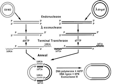 Figure 1 From Personal Reflections On The Origins And Emergence Of Recombinant Dna Technology