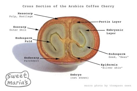 Arabica Coffee Cherry Cross Section Sweet Marias Coffee Library