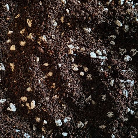 Organic Potting Soil – austinwormlab