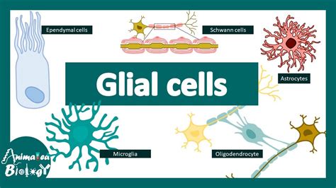 Neuroglial Cells Labeled