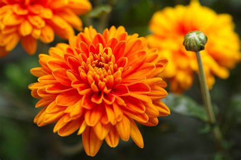 Orange Color Flowers Meaning | Best Flower Site